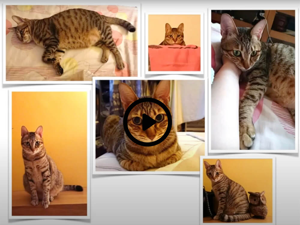 montresor-cat-video